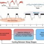 Tambakbet Reveals How Sleep Affects Memory Consolidation